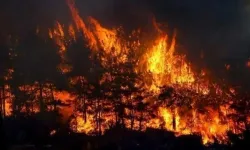Samsun'da ormanlık alanda çıkan yangın kontrol altına alındı