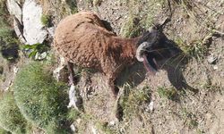 Van'da kurtların saldırdığı sürüde 120 koyun öldü