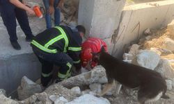 Anne köpek, enkazda sıkışan yavruları kurtarılırken başlarından ayrılmadı