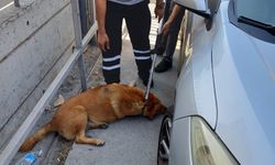 Fatih'te 1 kişinin öldüğü saldırı sonrası bölgedeki sokak köpekleri toplanıyor