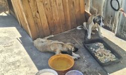 Ankara'da 5 köpek ölü bulundu; zehirlendikleri iddia edildi