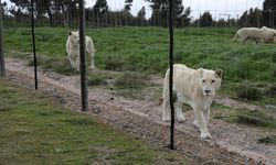 Hayvanat bahçesindeki 3 aslan, aşırı sıcaklar nedeniyle öldü