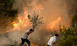 Bolu'da orman yangınında zarar gören alanlar ağaçlandırılacak