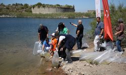 Çanakkale'deki baraj ve göletlere 1 milyon 750 bin sazan yavrusu bırakıldı