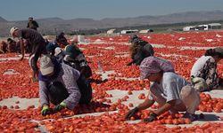 Erciyes'in eteklerinde kurutulan domatesler 10 ülkeye ihraç ediliyor