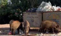 Kaş'ta yaban domuzları kent merkezine inip, yiyecek aradı