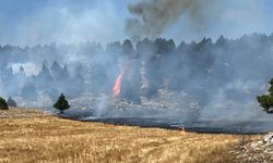 Kozan'da anız yangını ormana sıçradı