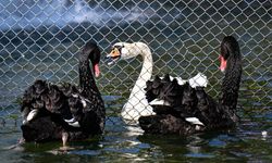 Kuğulu Park'ta kavga eden kuğular tel örgüyle ayrıldı