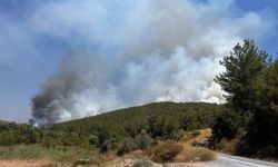 Muğla'da bu yıl çıkan yangınlarda 1400 hektar tarım ve orman alanı zarar gördü