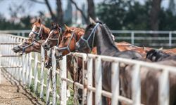 TİGEM 15 safkan elit Arap koşu tayı satacak