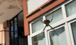 Karabük'te zehirli örümceklerden 'argiope lobata' türüne rastlandı