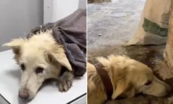 Ankara’da köpeği döverek öldüren sanığa 5 ay hapis cezası