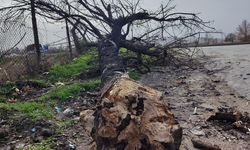 Kastamonu'da üzerine ağaç devrilen orman işçisi öldü