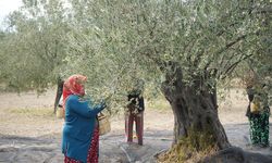 Türkiye'nin önemli zeytin üretim merkezlerinden Ayvalık'ta hasat başladı