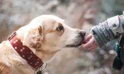 Almanya'da belediyeler 2023’te köpek vergisinden rekor gelir elde etti