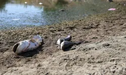 Çorum'da, Kızılırmak'taki balık ölümlerine ilişkin inceleme başlatıldı