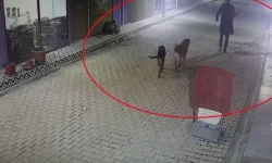 Hatay'da 4 kediyi sokak köpekleri parçaladı