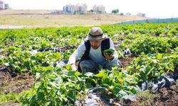 Keçiörenli çiftçilerin mercimek, mısır, fasulye, patates, soğan ekmesi yasak!