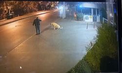 Tabanca ile köpeği korkutmaya çalışan bir kişi gözaltına alındı