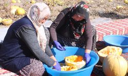 Nevşehir'de çerezlik kabak çekirdeği hasadı başladı