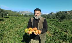 Adana'da açık alanda yetiştirilen güz domatesinde hasat başladı