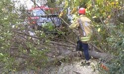 Ankara'da rüzgar nedeniyle ağaç devrildi