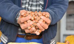 200 bin ton fındık pazara inmedi; üretici fiyat artışı bekliyor