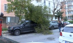 Bakırköy'de şiddetli rüzgarda 2 aracın üzerine ağaç devrildi