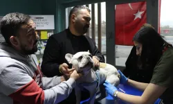 Kayseri'de köpeği aydınlatma direğine vuran zanlı yakalandı