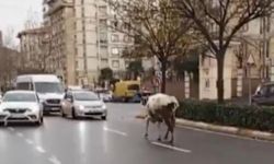 Esenyurt'ta başıboş inek trafiği birbirine kattı