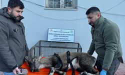 Hakkari'de bulunan yaralı dağ keçisi tedavi altına alındı