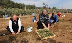 Kahramanmaraş'ta 5 bin kök salep fidesi toprakla buluşturuldu