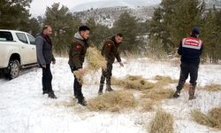 Kars'ta yaban hayvanları için doğaya yem bırakıldı