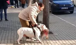 Avcılar’da kediyi öldüren yasaklı ırk köpeğin sahibi tutuklandı