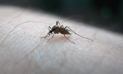 Dünyayı alarma geçiren chikungunya virüsü nedir?
