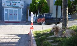 81 ile yazı gönderildi: Hastane bahçelerinde sahipsiz hayvan bulunmayacak