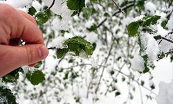 Dondan etkilenen çiftçilerin banka kredileri için faizsiz erteleme talebi