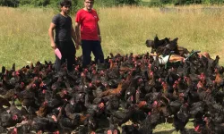Kocaeli'de üreticiye yumurta tavuğu desteği