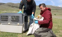Verici takılan akbaba, 3 yılda 101 bin 230 kilometre uçtu