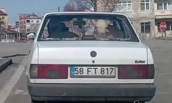 Hasta buzağıyı otomobille veterinere götürdüler