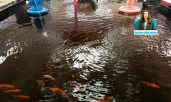 Hayvan istismarıyla suçlanıyordu: Baby Fish’ler kapanıyor; koi balıkları için yaşam alanı aranıyor