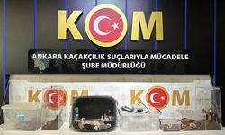 Ankara merkezli 5 ilde egzotik hayvan operasyonu: 96 hayvan ele geçirildi