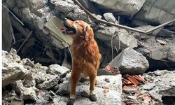Depremde 18 kişiyi kurtarmıştı: Killian köpek hayatını kaybetti