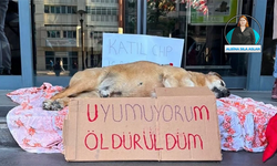 Hayvanseverlerden Çankaya Belediyesi’ne tepki: 'Uygulama değil, cinayet'