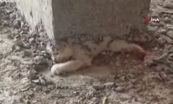Yavru kedinin üzerine beton atıldı; donan kalıbın içinden sağ kurtarılan kedi videoya alındı