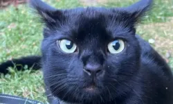 Almanya kayıp kedi Nero'yu konuşuyor