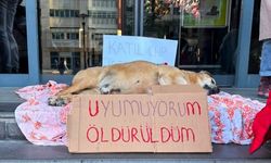 Belediyenin anestezi vermesi sonucu ölen köpek için Çankaya Belediyesi önünde yapılan protestoya polis müdahalesi