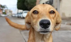 Köy kahvesinde bakılan köpek darbedildi