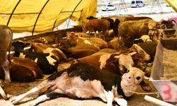 Kurban kesim alanları hijyenik ve kontrollü olmalı