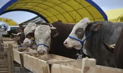 İl il kurban fiyatları belli oldu